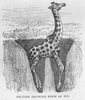 Giraffe Black And White Image